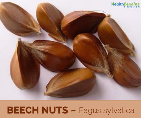 Facts and Benefits of Beech Nut #nuts #beechnut #plantbased #plantbasedlink Beech Nut, Foraged Food, Nut Recipes, Survival Gardening, Beech Tree, Wild Edibles, Tree Nuts, Wild Food, Fruit Trees