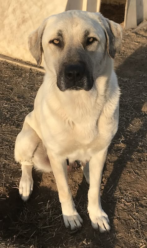 its fun to be around anatolian shepherds of all kinds 💙💕 Anatolian Shepherd Puppies, Funny Dog Tshirts, Guardian Dog, Kangal Dog, Livestock Guardian Dog, Largest Dog, Livestock Guardian, Big Dog Breeds, Shepherd Dog Breeds