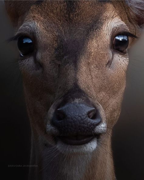 Deer Eyes, Elk Pictures, Deer Photography, Deer Photos, Deer Illustration, David Attenborough, Snake Art, Deer Art, Majestic Animals