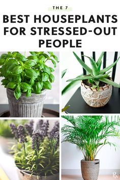 The 7 Best Houseplants for Stressed-Out People #houseplants #plants #stressedout #plants #houseplantsforstress Best Houseplants, نباتات منزلية, Household Plants, Inside Plants, Best Indoor Plants, Air Purifying Plants, Bedroom Plants, House Plants Decor, House Plants Indoor