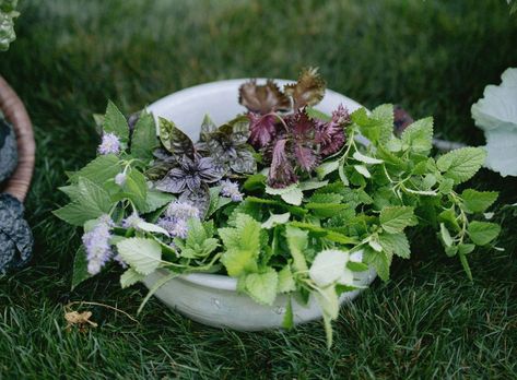 mint benefits Grow Mint Indoors, Propagate Mint, Mint Benefits, Growing Mint Indoors, How To Grow Mint, Sunshine Room, Grow Mint, Drying Mint Leaves, Mint Herb