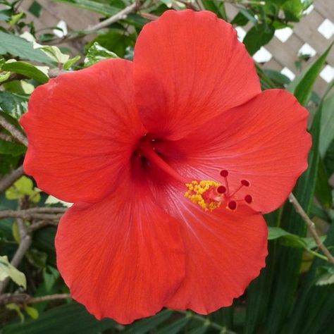 Hawaiian Plants, Yellow Hibiscus, Hibiscus Plant, Red Plants, Red Hibiscus, Flower Tree, Planting Shrubs, Tropical Flower, Plant Cuttings