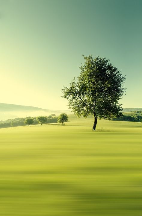 There's something very sweet about this. Green Field, Lone Tree, Green Nature, Beautiful Tree, Nature Wallpaper, Amazing Nature, Nature Pictures, Nature Beauty, A Tree