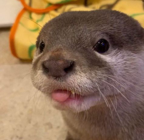 An Animal, Otters, On Twitter, Twitter