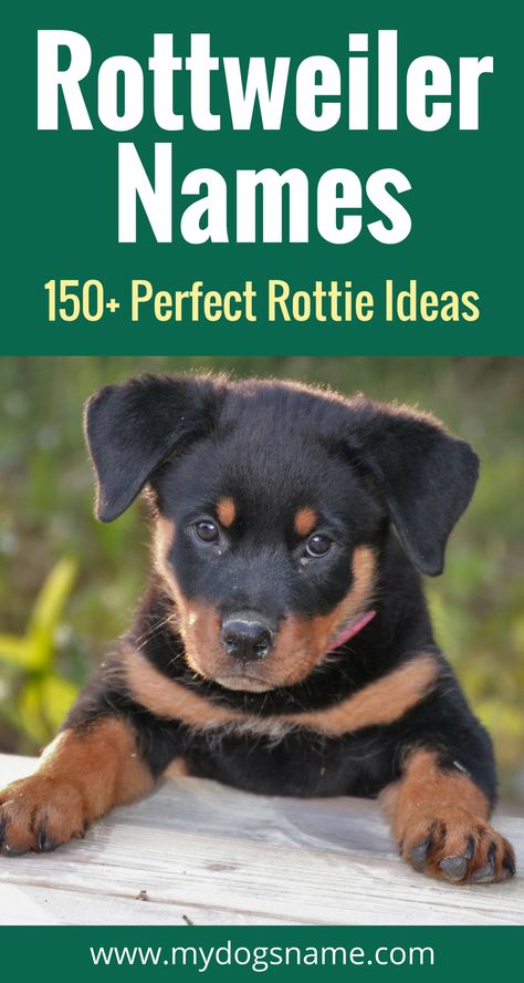 Get ready for a whole ‘rotta Rottweiler names! Strong, powerful and perfect for a Rottweiler, these 150+ names will get you started as you look for the perfect dog name. Hulk Pitbull, Rottweiler Temperament, Rottweiler Names, Rottweiler Facts, Names Male, Rottweiler Training, German Rottweiler, Boy Dog Names, German Dog Breeds