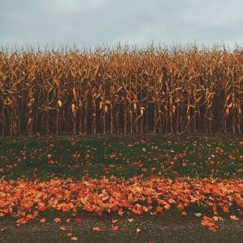 Midwest Autumn, Autumn Studying, Romanticizing Autumn, Midwest Fall, Leaves On The Ground, Corn Field, Fall Mood, Spooky Szn, Pumpkin Season