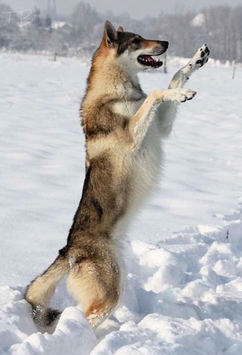 Saarloos Wolfdog, Native American Dog, Wolf Poses, Czechoslovakian Wolfdog, Dog Jumping, Wolf Dogs, Wolf Photos, Dog Poses, Love My Dog