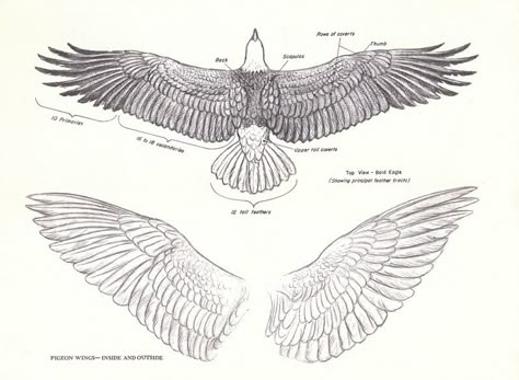 Pigeon Wings, Wing Anatomy, Eagle Wing Tattoos, Bird Anatomy, Tattoo Wings, Raven Wings, Eagle Drawing, Wings Book, Tattoo Vintage