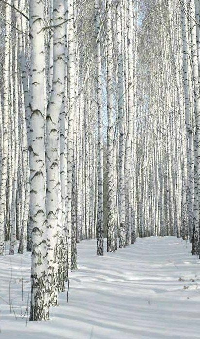 Snowy Birch Trees, Aspen Trees Photography, 자작나무 그림, White Birch Trees, Birch Tree Art, White Trees, Aspen Tree, Andermatt, Winter Szenen