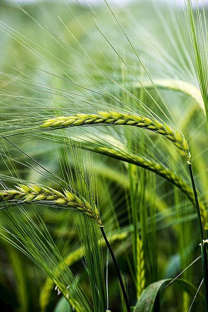 Green Inspiration, Simple Green, Green Nature, World Of Color, Spring Green, Green Grass, Color Of Life, Country Life, Barley