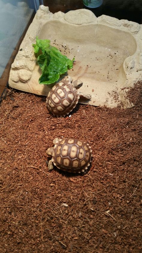 Baby Sulcata tortoises Sulcata Tortoise, Tortoise Turtle, Turtles, Animals