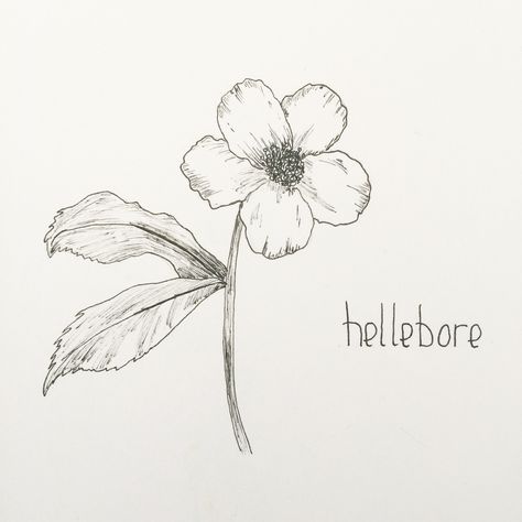 Hellebore Hellebore Flower Drawing, Hellebore Flower Tattoo, Hellebore Illustration, Hellebore Drawing, Hellebore Tattoo, Anna Tattoo, Embroidered Bookmarks, Branch Drawing, Wildflower Drawing