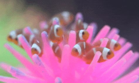 Gifs Cute, Sensory Images, Stim Board, Frutiger Aero, Clown Fish, Silly Animals, Ocean Creatures, Marine Animals, Sea Animals