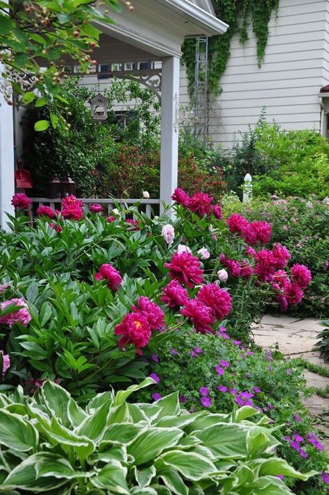 Peonies, wild geranium, and hostas Peony Flower Garden, Flowers And Greenery, Flower Garden Design, Peonies Garden, Garden Care, Gorgeous Gardens, Garden Cottage, Shade Garden, Garden Paths