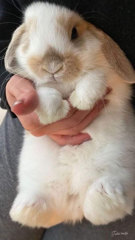 Aesthetic Bunny Pictures, Baby Bunny Aesthetic, Pet Bunny Aesthetic, Aesthetic Rabbit, Rabbit Aesthetic, Rabbits Cute, Aesthetic Bunny, Pet Bunny Rabbits, Brown Rabbit