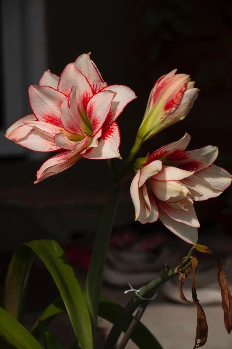 How to care for an amaryllis | House & Garden Amaryllis Care, Amaryllis Flowers, Amaryllis Bulbs, Flower Guide, Ivory Flowers, Pretty Plants, Bulb Flowers, Single Flower, Planting Bulbs