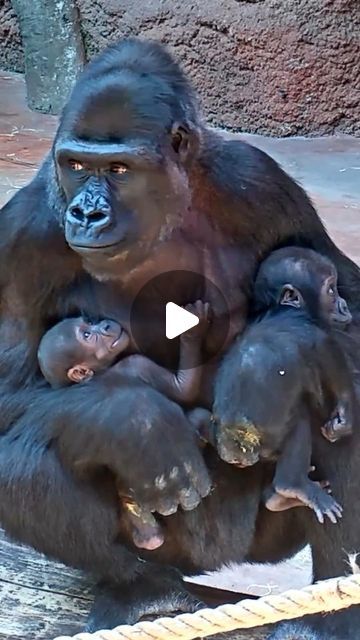 Primates from the world on Instagram: "🦍Duni is a super mom, more and more often the zoo staff sees her with her daughter Mobi and the new baby of Kijvu.  Ph: @zoopraha  #gorilla #gorilla #babyanimals #primate #primatesfromtheworld" Simply Piano, Gorilla Gorilla, Gorillas Art, Baby Gorillas, Front Yard Landscaping Diy, The Zoo, More And More, Super Mom