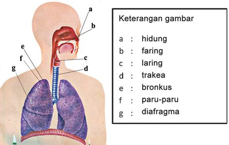 Sistem Pernapasan Pada Manusia Sistem Saraf, Spiderman Art Sketch, Nursing Care, Bagan, Spiderman Art, Respiratory, Kids Education, Ipa, Boyfriend Pictures