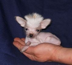 Hairless Animals, Hairless Dogs, Chinese Crested Puppy, Chinese Dog, Hairless Dog, Chinese Crested Dog, Love My Dog, Chinese Crested, Blue Eyed