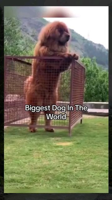 Worlds Biggest Dog, Biggest Dog In The World, Ancient Egypt Pharaohs, Biggest Dog, Newfoundland Puppies, Tallest Dog, Ancient Mesopotamia, Great Dane Dogs, Bigfoot Sasquatch