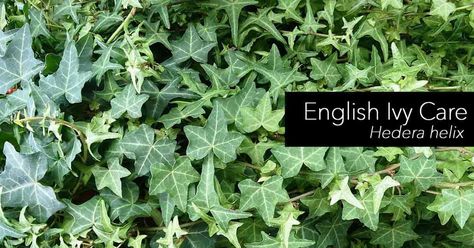 The English Ivy, care as a houseplant is not difficult for those just starting out or seasoned indoor plant veterans. English ivy (Hedera helix) is probably one of the most durable of all houseplants, but care must be taken with watering. Like many ivies, the English ivy does not like drying out for long periods … English Ivy Care, Ivy Plant Indoor, Diy Small Garden, Patio And Garden Ideas, English Ivy Plant, Poison Plants, Succulents Ideas, Toxic Plants For Cats, Toxic Plants