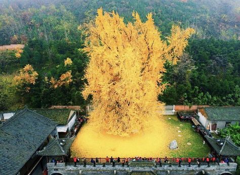 This ginkgo tree planted by Emperor Li Shimin, second ruler of the Tang Dynasty said to be 1,400 years old Ginkgo Biloba Tree, Chinese Tree, Maidenhair Tree, Ginkgo Tree, Old Trees, Tang Dynasty, Ginkgo Biloba, Golden Leaves, Kew Gardens