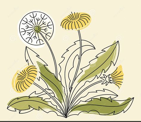 Dandelion Illustration Simple, Sketch Of A Flower, Dandelion Illustration, Dandelion Drawing, Round Tattoo, White And Yellow Flowers, Background Spring, Nursery Illustration, Dandelion Art