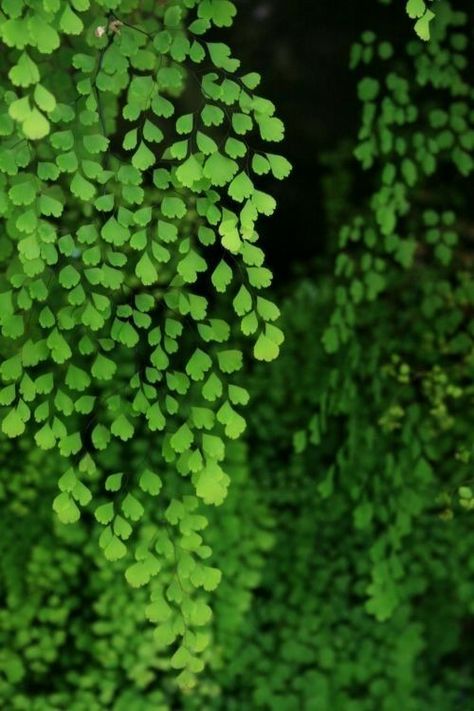 Emerald Colour, Ferns Garden, Maidenhair Fern, Foto Transfer, Colour Texture, Nature Plants, Green Nature, Green Trees, Patterns In Nature