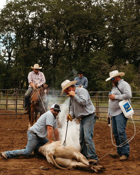 When @loeco.cattle reached out to me to capture their branding, I couldn’t have been more excited to say YES! As a photographer with a passion for the western lifestyle, the chance to document a cattle branding was a dream come true. Today was nothing short of amazing. The morning was filled with the sounds of cattle and the energy of the ranching community as they worked together in perfect harmony. Every moment was a testament to the hard work and tradition that goes into ranch life. This... Branding Cattle Photography, Ranching Photography, Rancher Aesthetic, Ranching Life, Cattle Branding, Art Club Projects, Cowgirl Life, Farm Workers, Promise Land