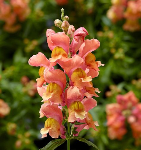 Snaptini Snapdragons Bring the Classic Flower on a Shorter Plant. The Snaptini series of snapdragons bring you a classic, old-favorite flower but on a more compact plant. Part Shade Flowers, Snapdragon Flowers, Short Plants, Shade Flowers, Attracting Bees, Deciduous Trees, Bedding Plants, Water Plants, Beautiful Blooms