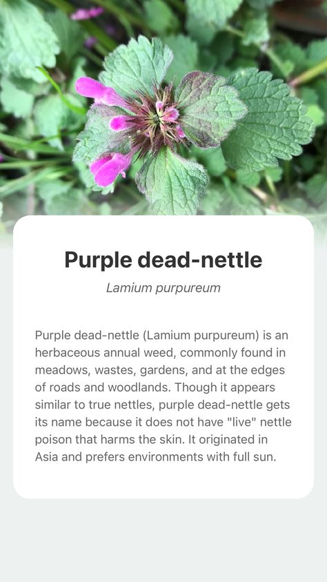 Explore the wonderful world of nature and add Purple dead-nettle into your plant collection with the smart plant identifier app —— PictureThis! Purple Dead Nettle, Medicinal Wild Plants, Medicinal Herbs Garden, Herbs Garden, Medical Herbs, Strawberry Plants, Herbal Healing, Herbal Magic, Wild Plants