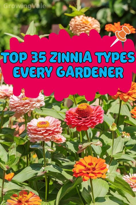 Zinnia Types Types Of Zinnia Flowers, Zinnia Varieties, Zinnia Seeds Starting, Collecting Zinnia Seeds, Zinnia Queen Red Lime, Magellan Zinnia, Easy To Grow Flowers, Grow Flowers, Unique Characteristics