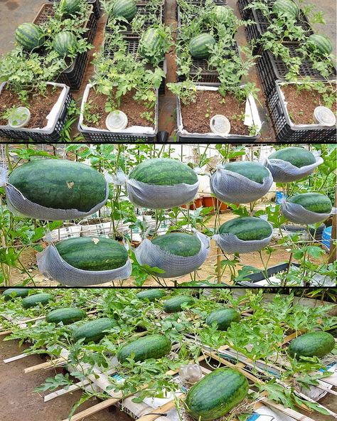 Owlmighty - Growing Watermelon at Home in Containers: A... Growing Watermelon, How To Grow Watermelon, Garden Layout, Farmer, Watermelon, Step By Step, At Home, New Homes, Magazine