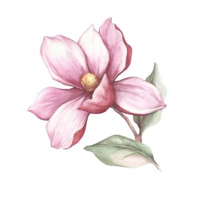 profile photo Branch Watercolor, Orchid Drawing, Magnolia Tattoo, Magnolia Branch, Floral Drawing, 수채화 그림, Watercolor Flowers Paintings, Magnolia Flower, Flower Clipart