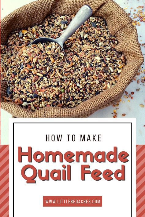 Diy Quail Brooder, Coturnix Quail Pen Ideas, How To Keep Quail, Quail Toys, Diy Quail Feed, Winter Quail Coop, Homemade Quail Feed, Quail Food Diy, Diy Quail Waterer