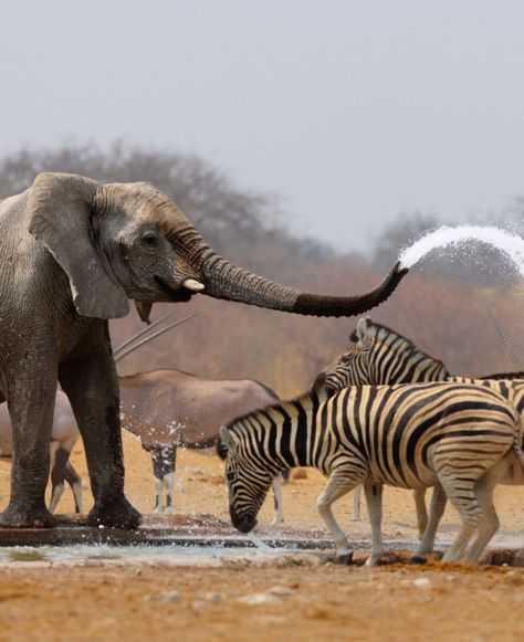 Elephant Spraying Zebras - An elephant humorously spraying zebras with water in Etosha National Park. #Elephant #EtoshaNationalPark Etosha National Park, An Elephant, Zebras, Natural Wonders, Tanzania, National Park, National Parks, Elephant, Arts And Crafts