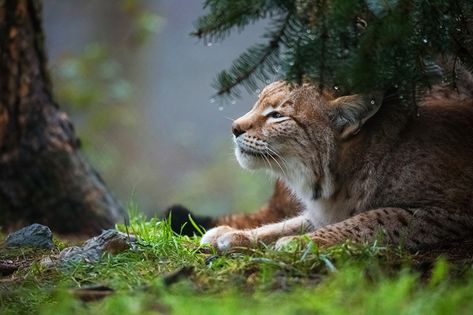 Pictures Lynx Animals 1440p Wallpaper, Lynx Wallpaper, Eurasian Lynx, Animal References, Free Cats, Cat Aesthetic, Animal Jokes, Cat Wallpaper, Cute Animal Drawings