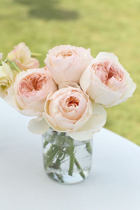 Aniston Hair, Fav Flower, Pale Pink Peonies, Ricotta Cookies, Blush Peonies, Deco Rose, Malibu Wedding, Lemon Glaze, Lemon Ricotta