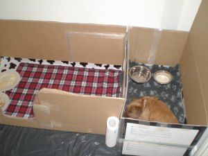 Layout of birthing box for my Norfolk Terrier (Read my blog on how to build it) Welping Box, Dog Whelping, Dog Whelping Box, Whelping Puppies, Dog Birth, Pets Stuff, Kat Diy, Perro Shih Tzu, Puppy Diy