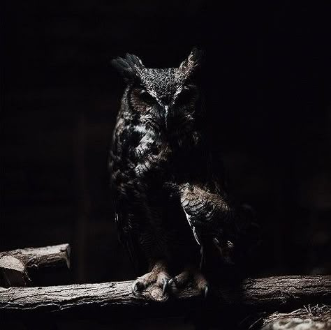 Owl Aesthetic, Aedion Ashryver, Bellatrix Black, Throne Of Glass Characters, Apollo And Artemis, Remus And Sirius, Zeus And Hera, Black Owl, Crown Of Midnight