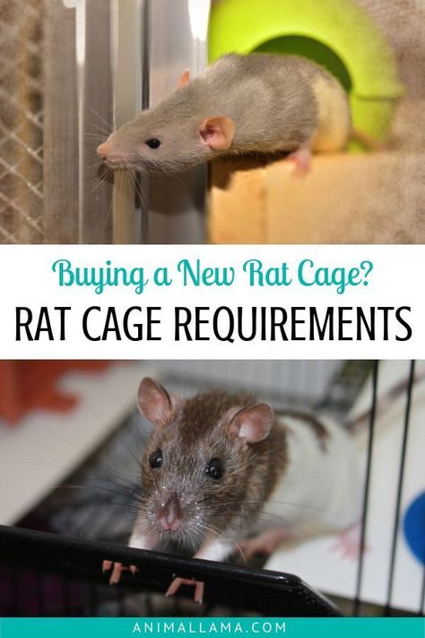 Rat Cage Diy, Diy Rat Toys, Pet Rat Cages, Rat Care, Rat House, Baby Rats, Dog Organization, Rat Toys, Rat Cage