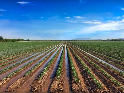 Furrow Irrigation, Water Irrigation System, Irrigation Methods, Growing Crops, Soil Conservation, Kabul Afghanistan, Water Waste, Animal References, Soil Layers