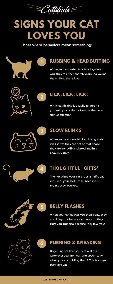 Cat Knowledge, Facts About Cats, Cat Information, Cat Ages, Cat Tips, Cat Language, Cat Hacks, Cat Info, Pet Tips