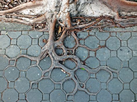 Man Vs Nature, City Tree, Tree Root, Medicine Woman, Urban Nature, Tree Roots, City Street, Concrete Jungle, Growing Tree