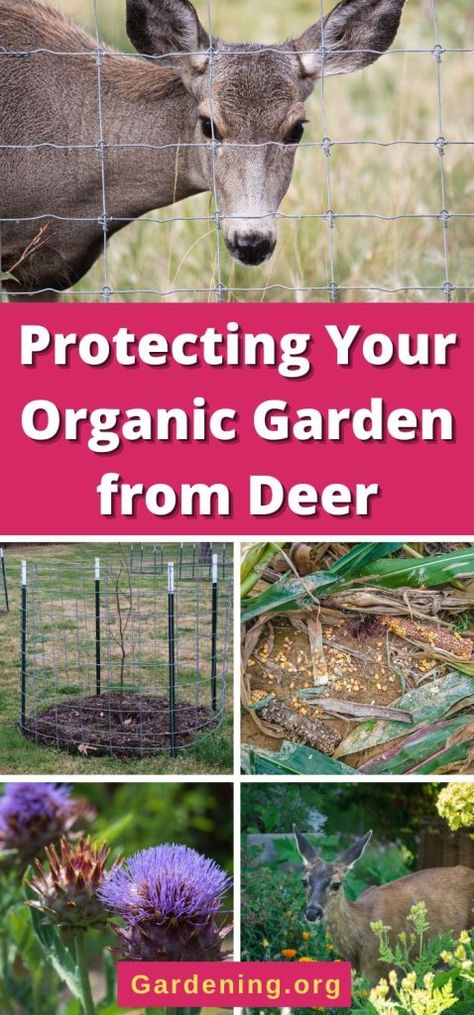 Garden Protection From Animals, Squirrel Proof Garden, Deer Netting, Deer Deterent, Fence Planning, Deer Garden, Deer Resistant Garden, Deer Proof, Deer Fence