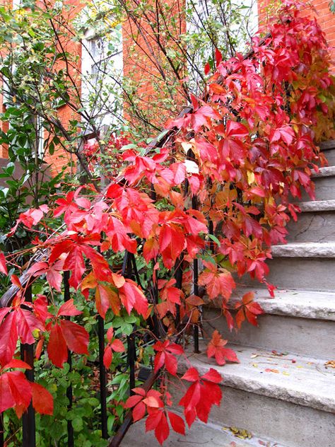 Small House Garden, Companion Planting Vegetables, Virginia Creeper, Herb Garden Design, Vertical Garden Diy, Climbing Vines, Garden Guide, House Plant Care, Small Space Gardening