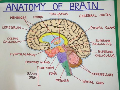 Human Brain Diagram Anatomy, Brain Drawing And Parts, Ap Psych Brain Model, Celebrity Brain Project Psychology, Parts Of The Brain Anatomy, Part Of The Brain, Parts Of Brain And Function, Labelled Diagram Of Brain, Structure Of The Brain