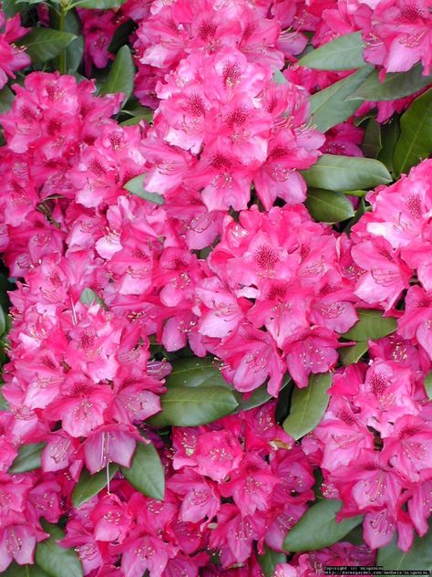 Coast Rhododendron Coast Rhododendron, Pacific Rhododendron, Evergreen State, State Birds, Different Flowers, Growing Flowers, Trees And Shrubs, Flower Beauty, Washington State