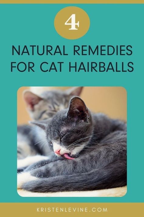 No one likes those gross, messy hairballs on their floors. How can you prevent these yucky gobs of fur? Here are four natural remedies for those gross cat hairballs. Cat Remedies, Pain Relief Spray, Cat Medicine, Cat Health Problems, Natural Pet Care, Upper Respiratory Infection, Respiratory Infection, Pet Advice, Cat Care Tips