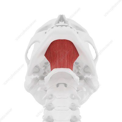 neck muscles, illustration - Search - Science Photo Library Mylohyoid Muscle, Muscles Illustration, Hyoid Bone, Muscle Illustration, Computer Illustration, Neck Muscles, Muscle Anatomy, Science Photos, The Tongue